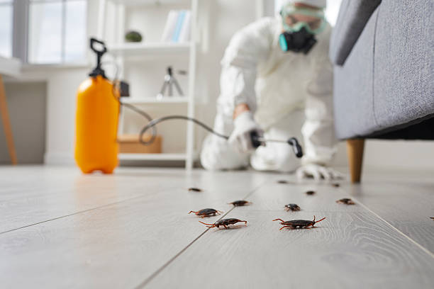 Commercial Kitchen Cockroach Control in Los Luceros